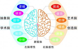 库博怎么分左右，库博怎么分左右眼